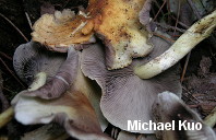 Hypholoma fasciculare