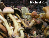 Hypholoma fasciculare
