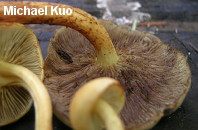 Hypholoma fasciculare