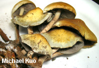 Hypholoma fasciculare