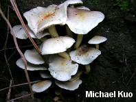 Hypholoma fasciculare