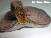 Lactarius paradoxus