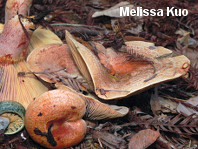 Lactarius rubrilacteus