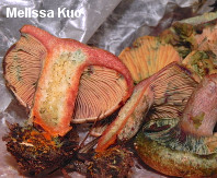 Lactarius rubrilacteus