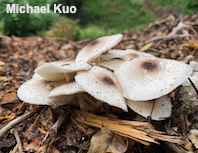 Leucoagaricus meleagris