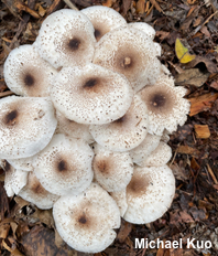 Leucoagaricus meleagris