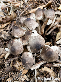 Leucoagaricus meleagris