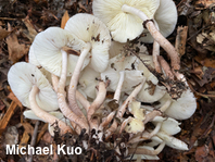 Leucoagaricus meleagris