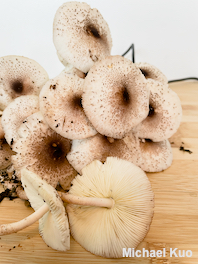 Leucoagaricus meleagris