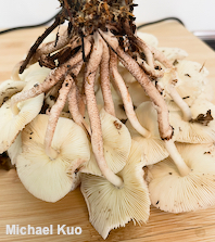 Leucoagaricus meleagris