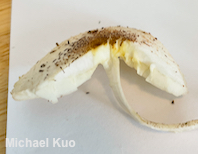 Leucoagaricus meleagris
