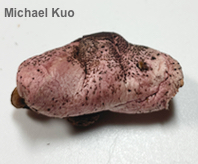 Leucoagaricus meleagris