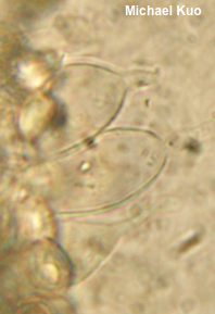 Leucoagaricus meleagris