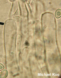 Leucoagaricus meleagris