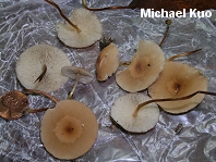 Marasmius floridanus