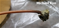 Marasmius floridanus