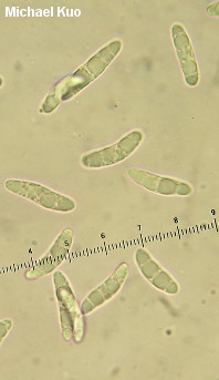 Microglossum viride