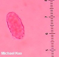 Peziza michelii
