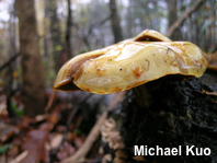 Pholiota adiposa agg