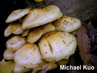 Pholiota adiposa agg