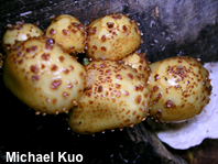 Pholiota adiposa agg