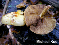 Pholiota adiposa agg