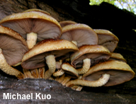 Pholiota adiposa agg