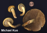 Pholiota adiposa agg