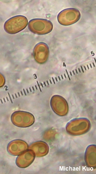 Pholiota adiposa agg