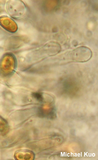 Pholiota adiposa agg