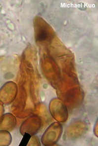 Pholiota adiposa agg