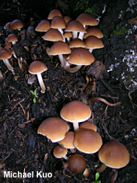 Psathyrella piluliformis