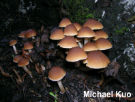 Psathyrella piluliformis