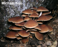 Psathyrella piluliformis