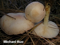 Rhodocollybia maculata var scorzonerea