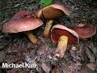 Rubroboletus dupainii