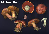 Rubroboletus dupainii