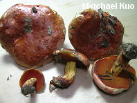 Rubroboletus dupainii