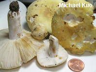 Russula ochroleucoides