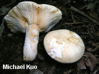 Russula ochroleucoides