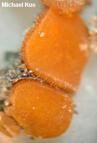 Sphaerosporella brunnea