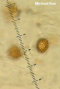 Strobilomyces species 01