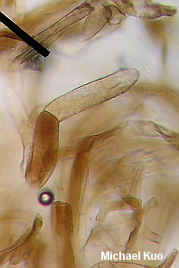 Strobilomyces species 01