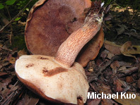 Tylopilus variobrunneus