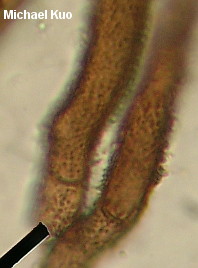 Wolfina aurantiopsis