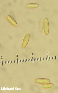 Xanthoconium purpureum