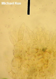 Xerocomellus rubellus