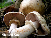 Agaricus amicosus