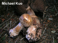 Agaricus amicosus