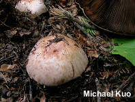 Agaricus amicosus